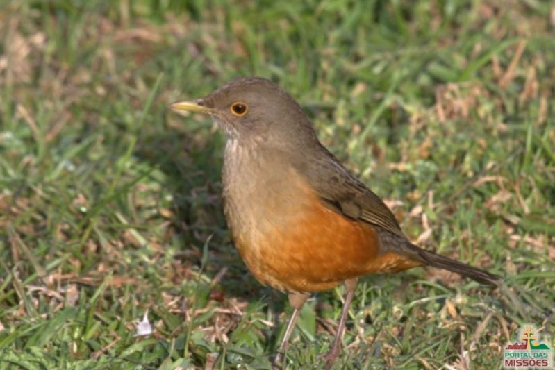 Título