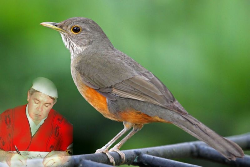 Título