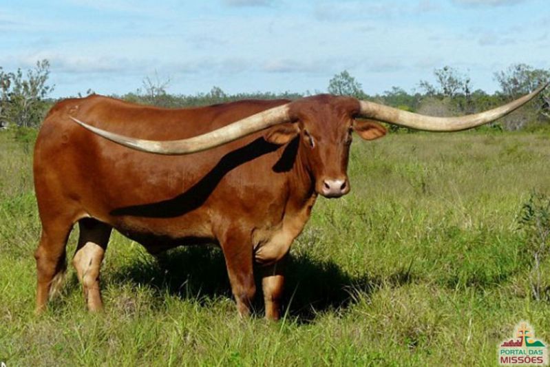 Título