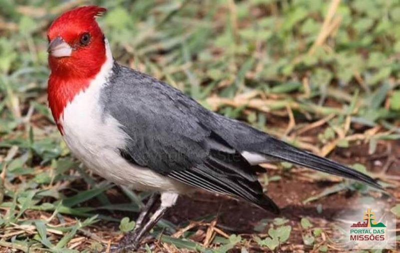 Título