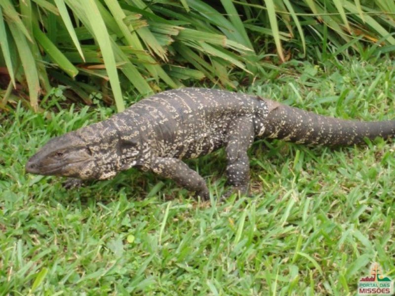 Título