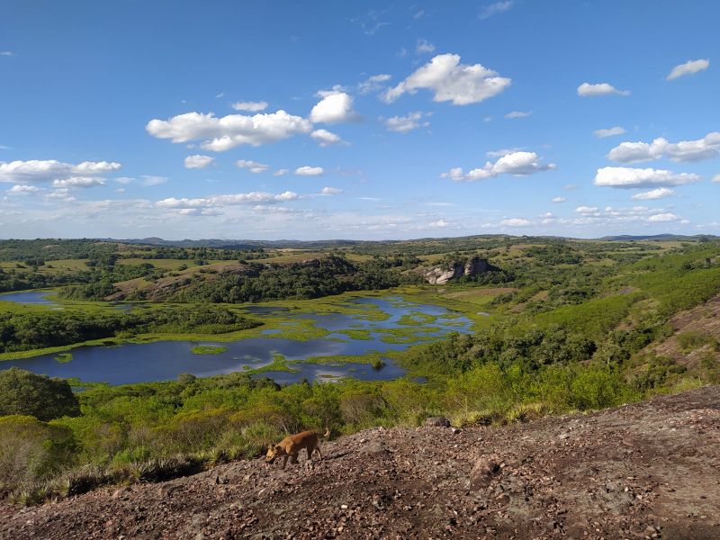 Título