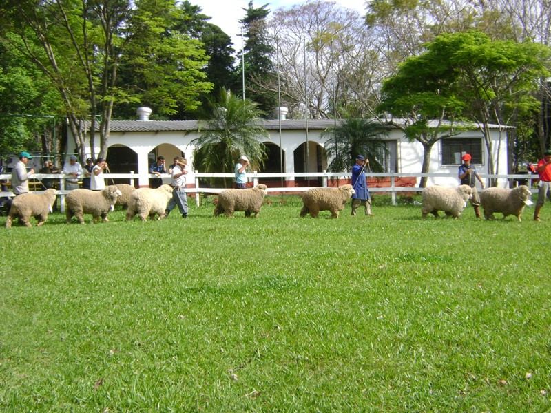 Título
