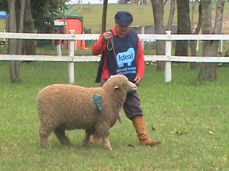 Título