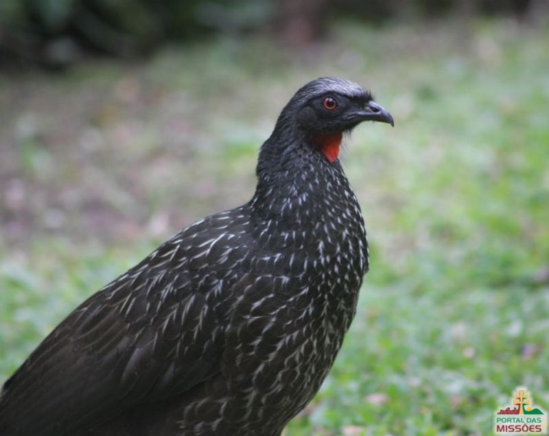 Título