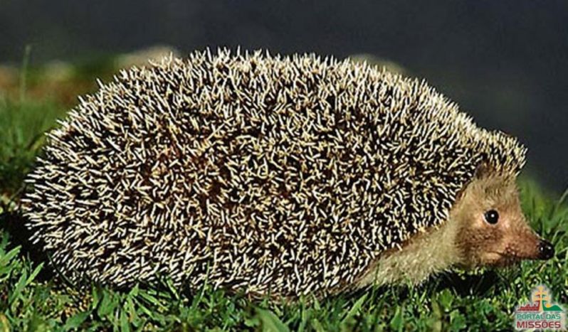Título