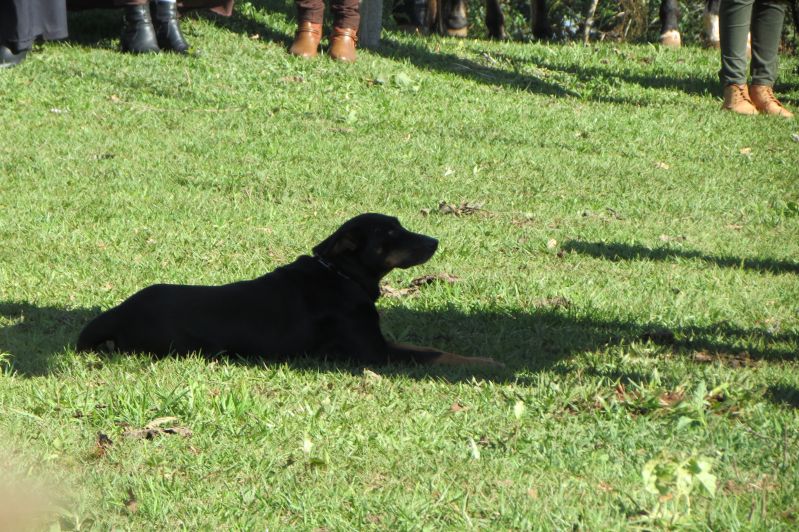Título
