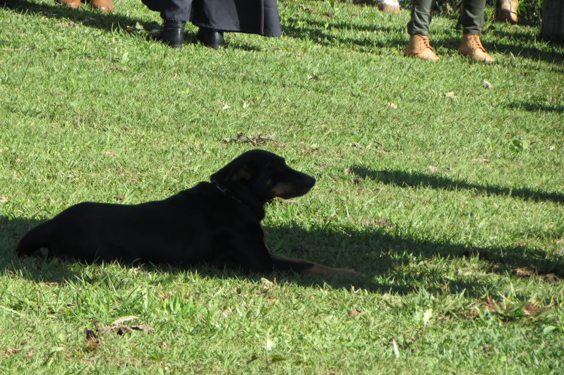 Título