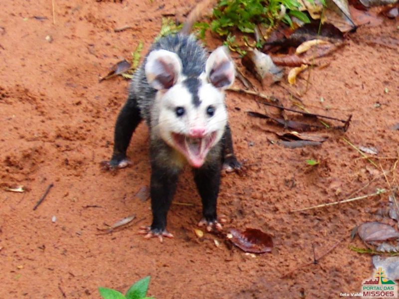 Título