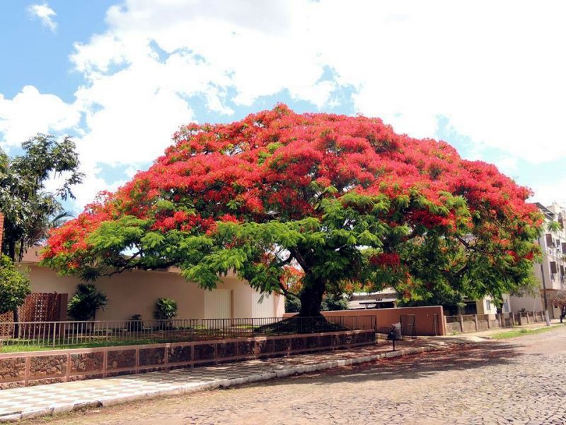 Título