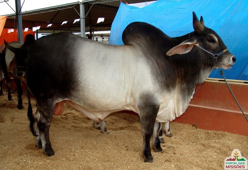 Título